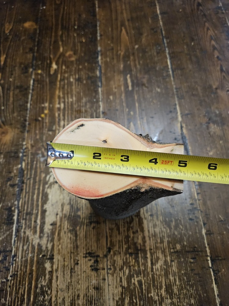 MAPLE Turning Crotch Log 7" Long M4804