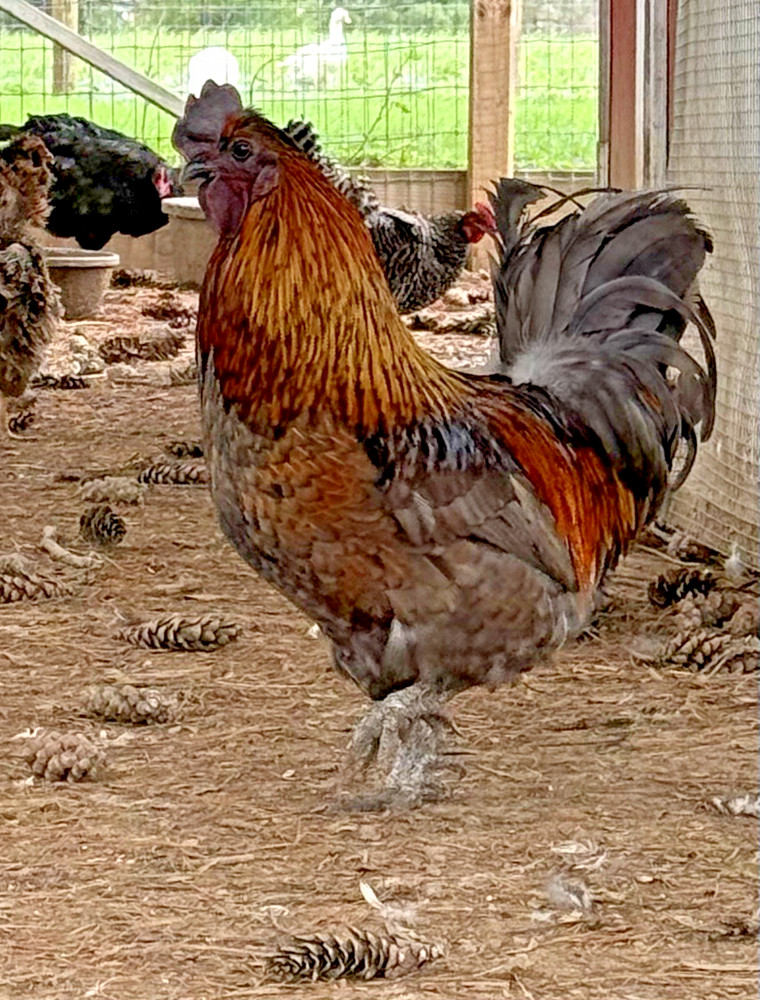 16++ Chicken Hatching Eggs ~Barnyard Mix~ Rainbow Egg Layers ~ Premium Breeds