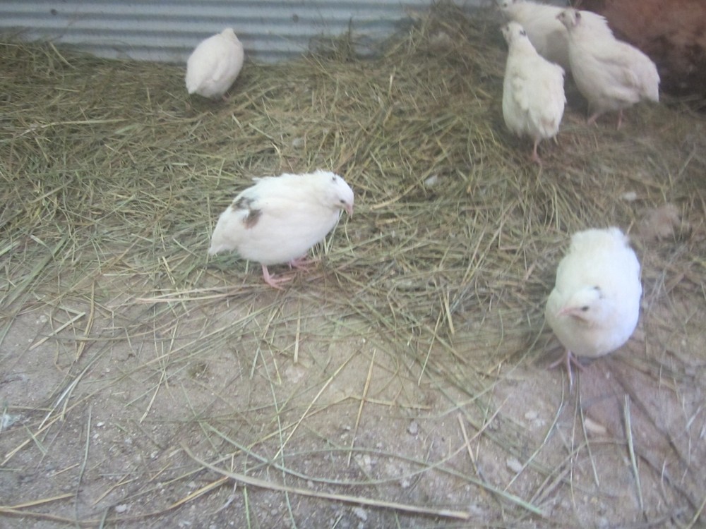 60 Jumbo White X Texas A&M coturnix Quail Hatching eggs