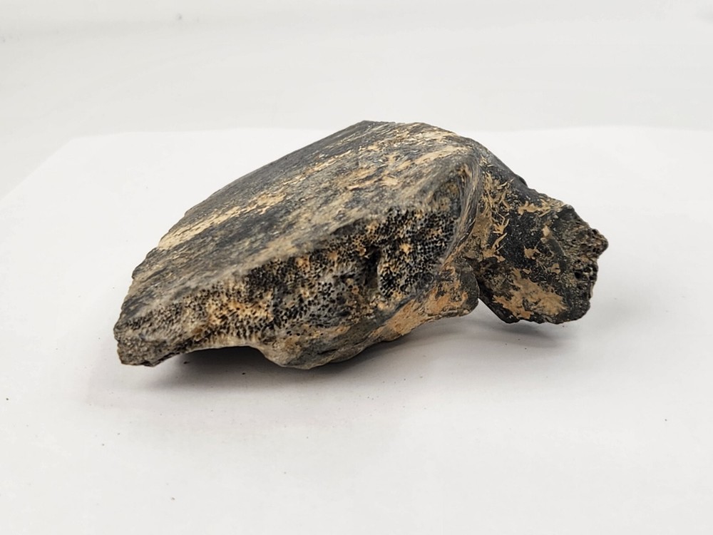 Pathological Turtle Shell Fossil - Florida