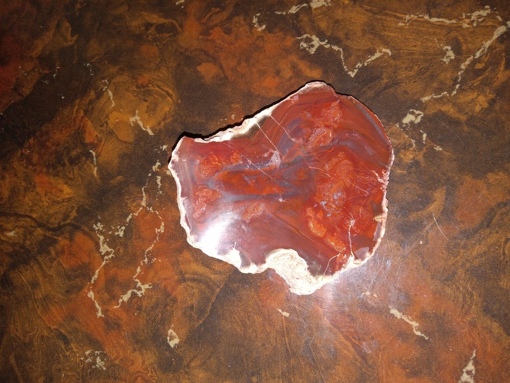 Petrified Wood from Madagascar