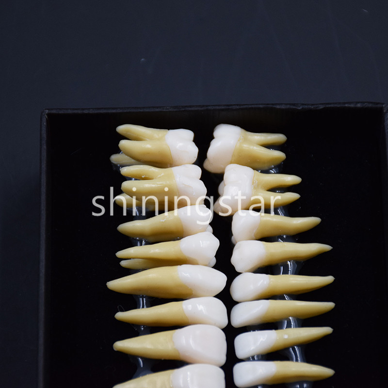 1 Set 1:1 Permanent Teeth Demonstration Teach Dental Study Model Tooth #7008 New
