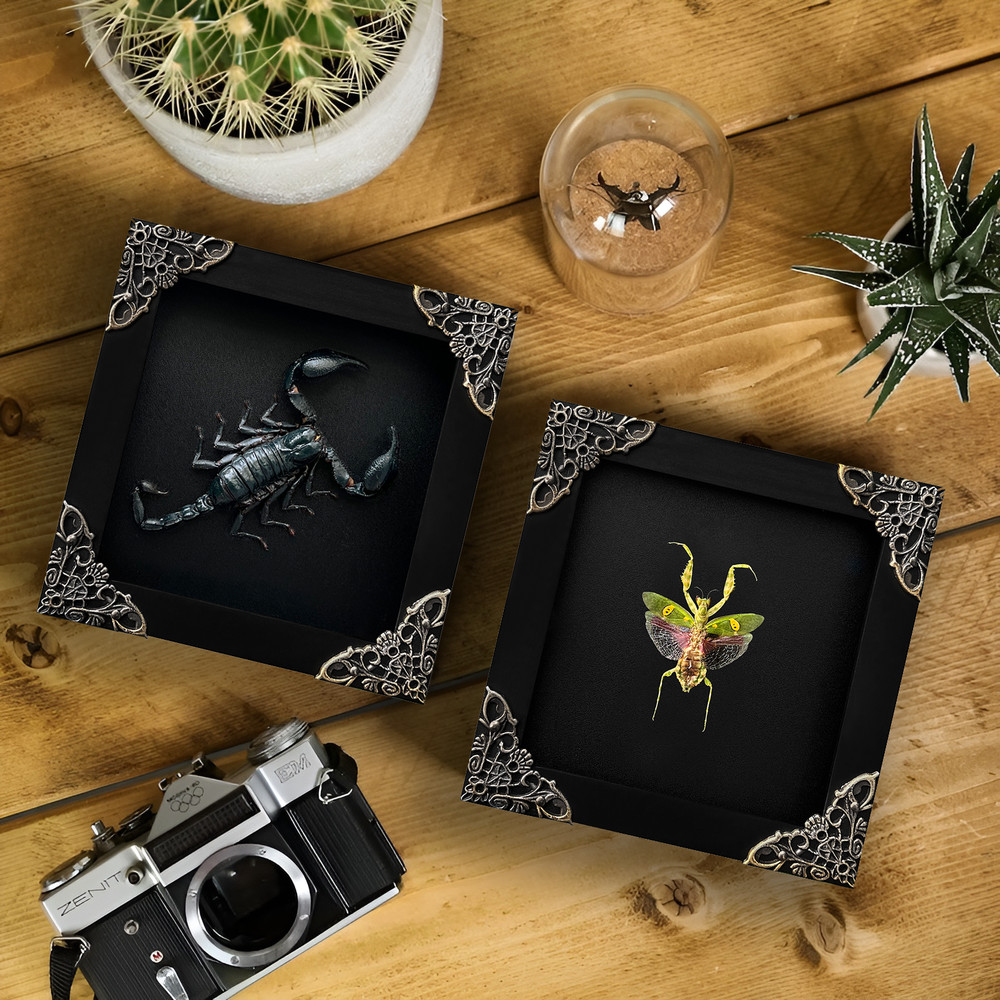 Real Frame Scorpion & Mantis Handmade Dried Insect Shadow Box Vintage For Decor
