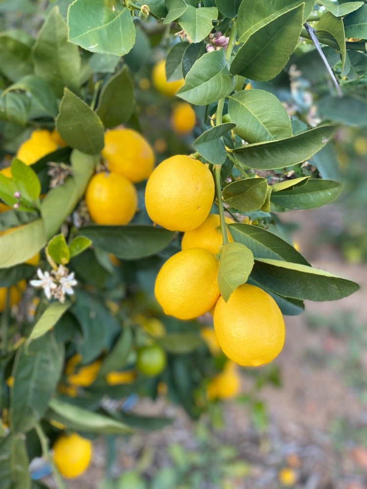 lemon meyer 