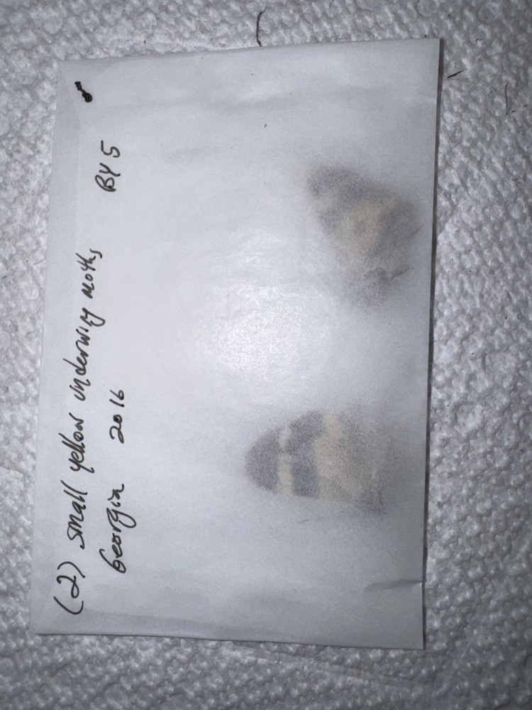 BY5 - 2 Small Yellow Catacola Underwing Moths