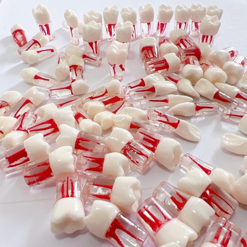 20Pcs Dental Endo Root Canal Teeth Model Practice RCT Pulp Study Typodont Model
