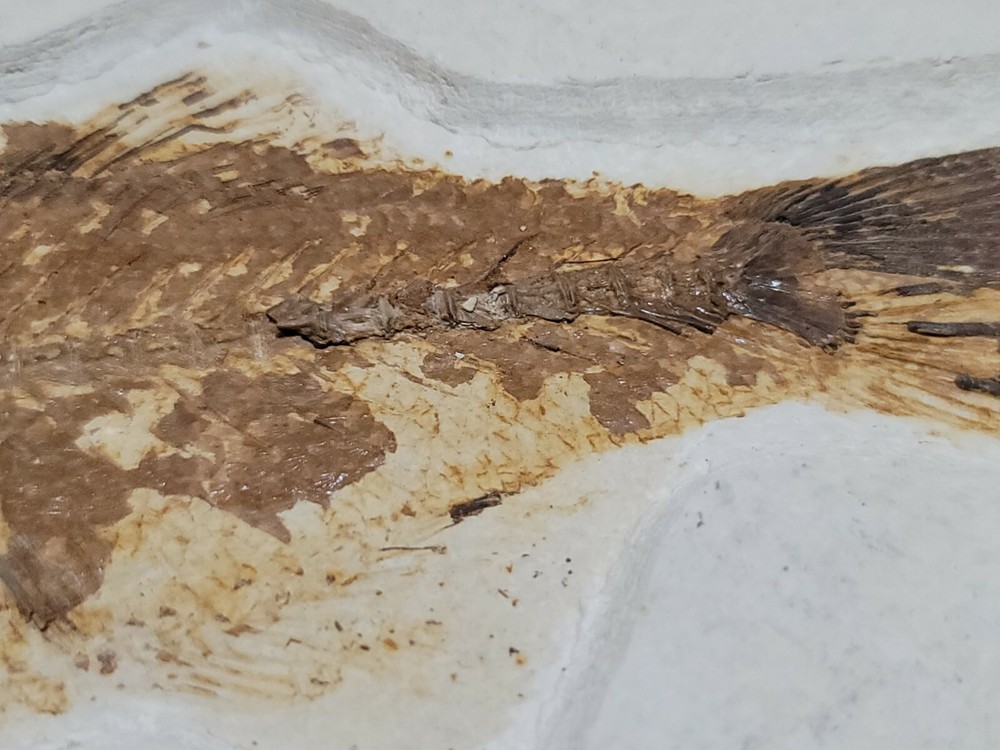 Huge Beautiful Fossil Fish Mioplosis