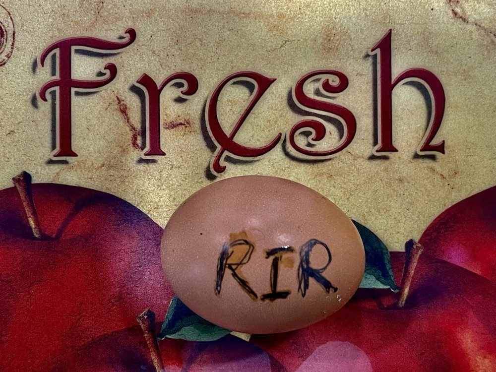 RHODE ISLAND RED 100% PURE TYPE ( 12 ) HATCHING EGGS