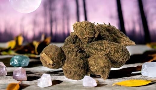 High John root | The Conqueror Root | Wicca Pagan Curio Magick | 1 oz