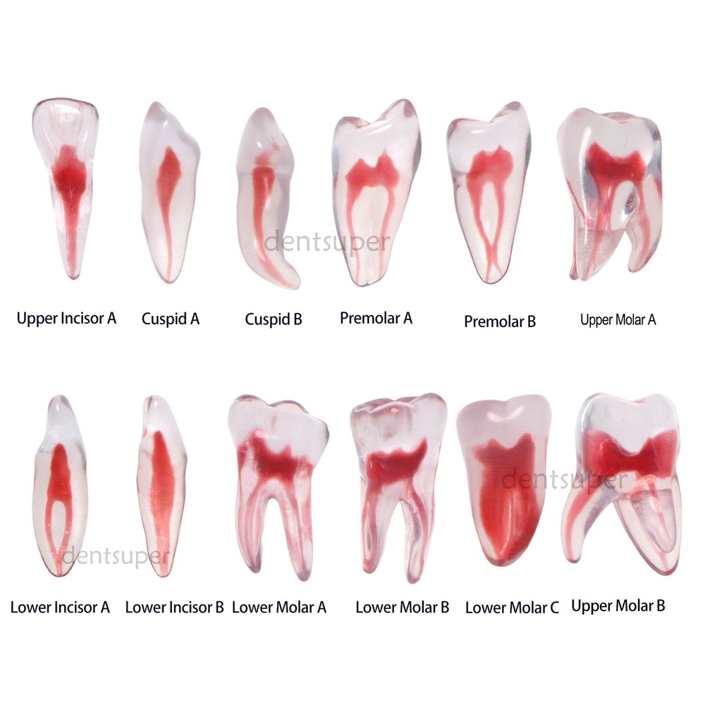 Dental Training 3D RCT Endo Tooth Model Practice Model Curved Root Resin Teeth