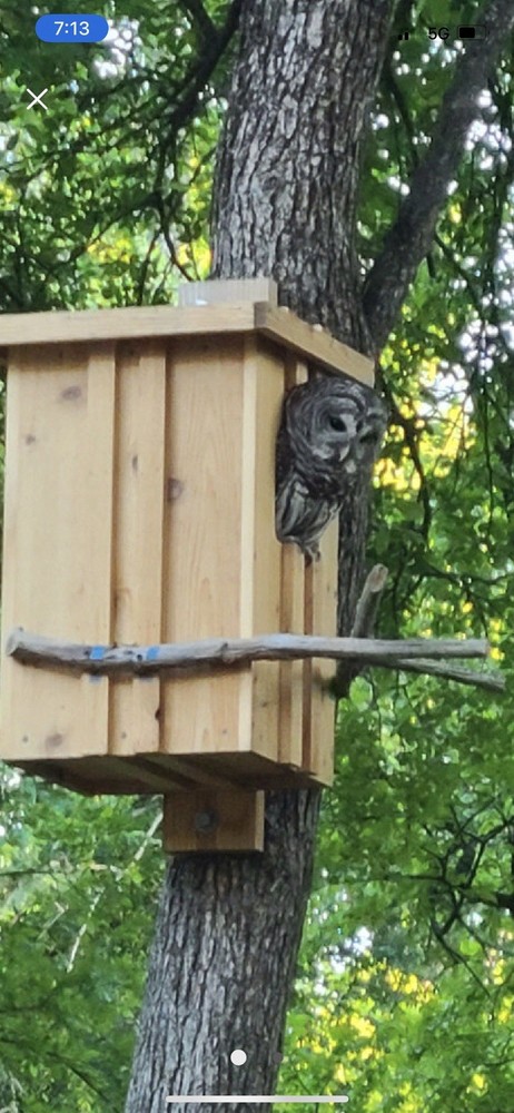 Cedar Barred Owl Nest Box Unfinished