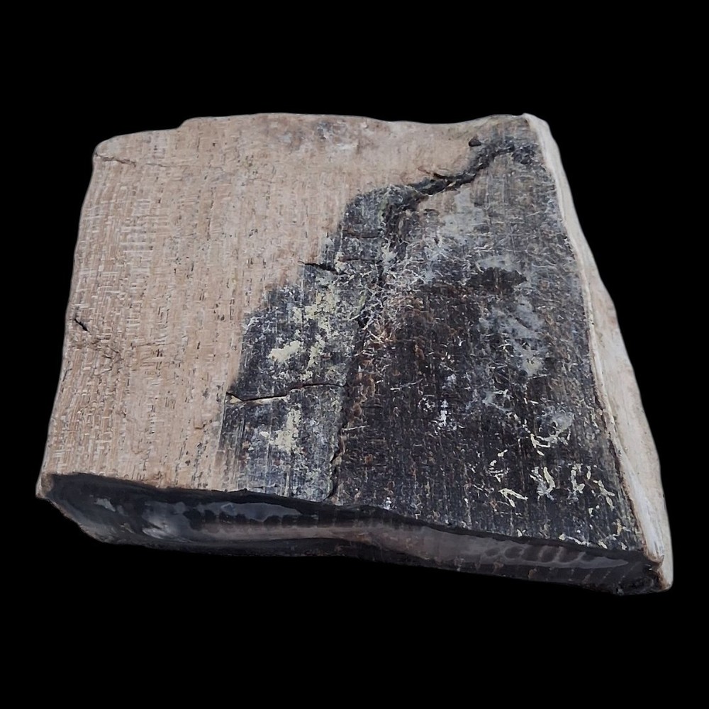 Petrified Wood (Opalized & Agatized) Specimen (5/5)