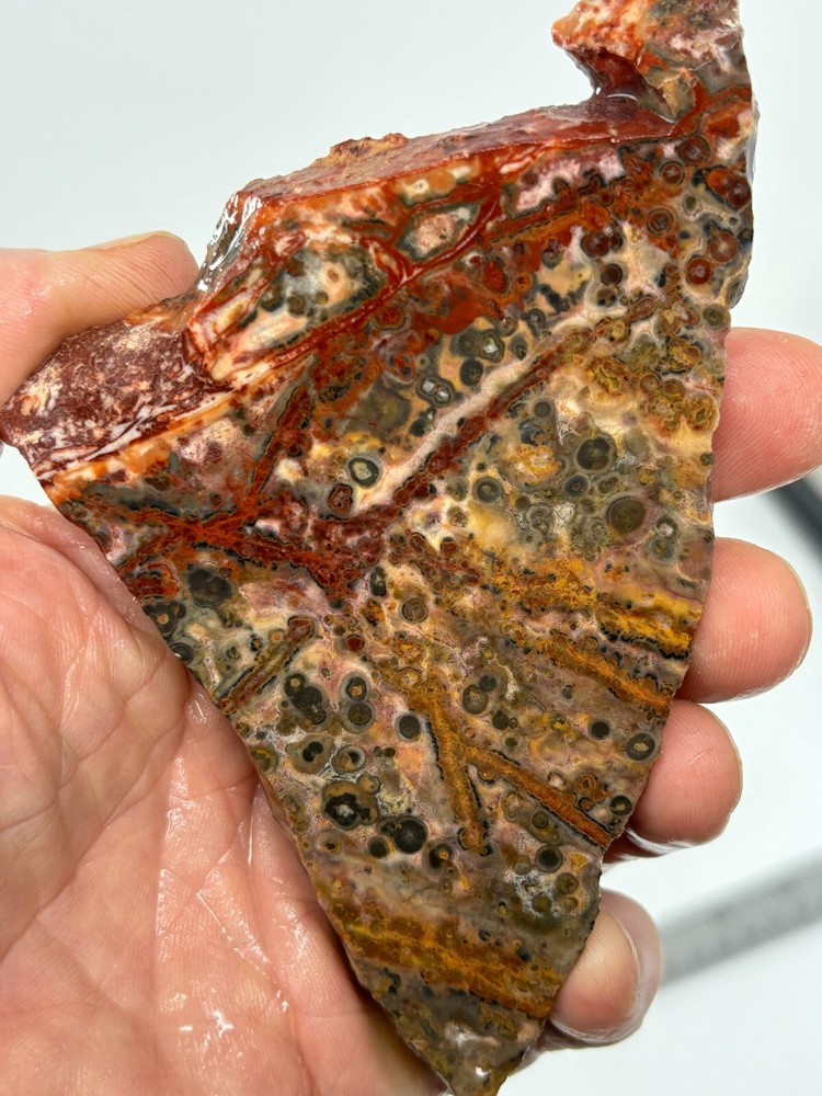 Orbicular Leopard Skin Jasper Slab Lapidary Cabbing Combo Ship Avail