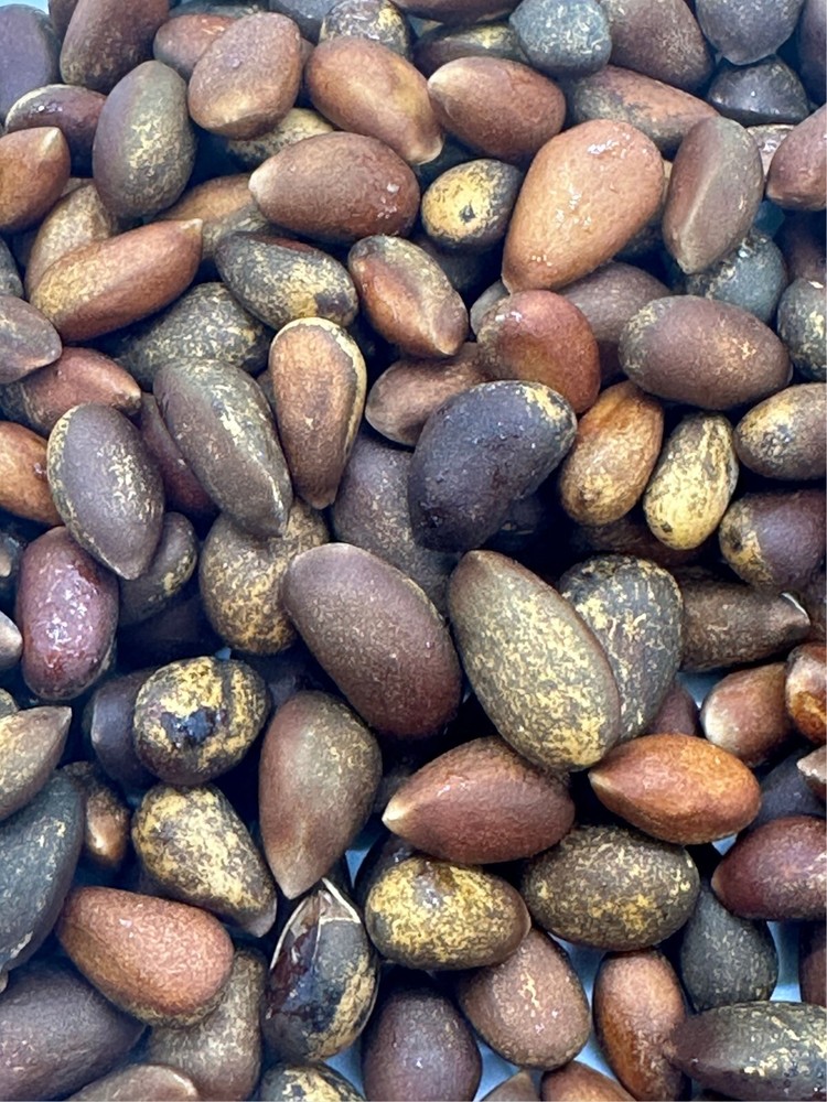 In-Shell Pinon Nuts 3 oz
