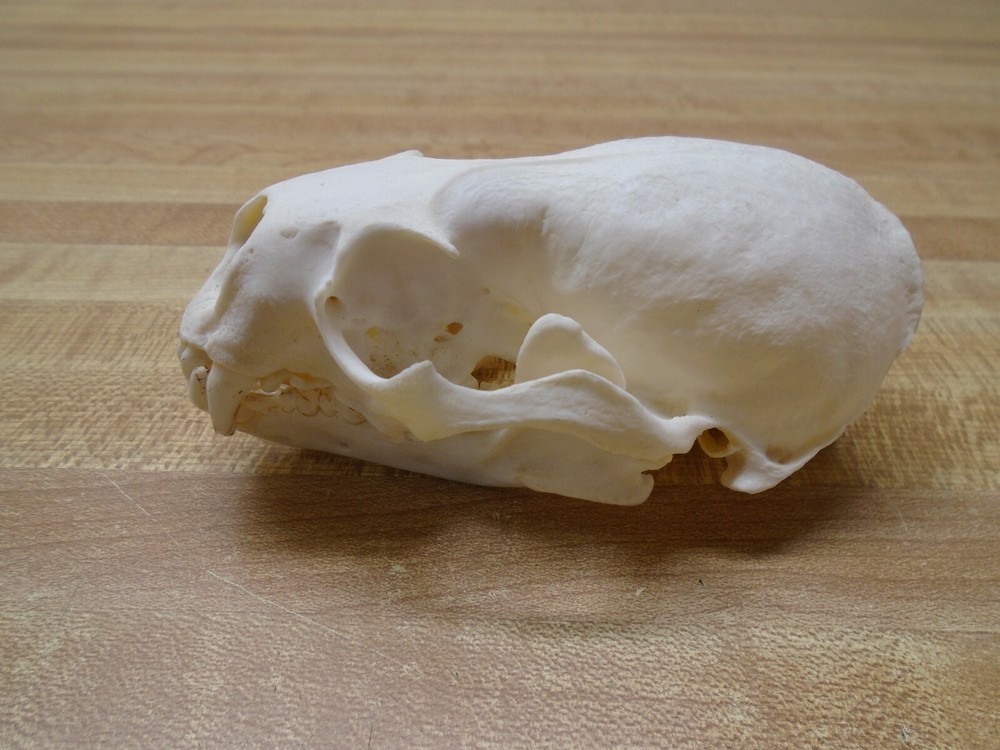 Real Bone North American River Otter Skull