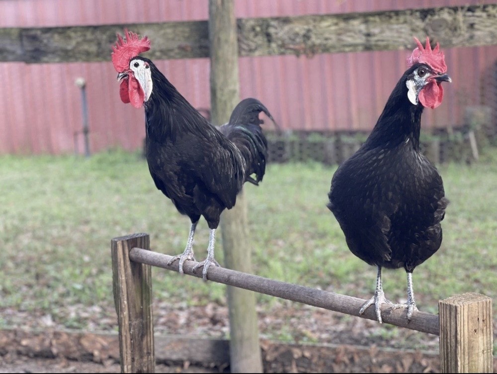 White Faced Black Spanish Hatching Eggs 6+ LF NPIP Certified