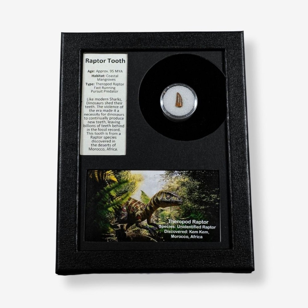 Raptor Tooth Display