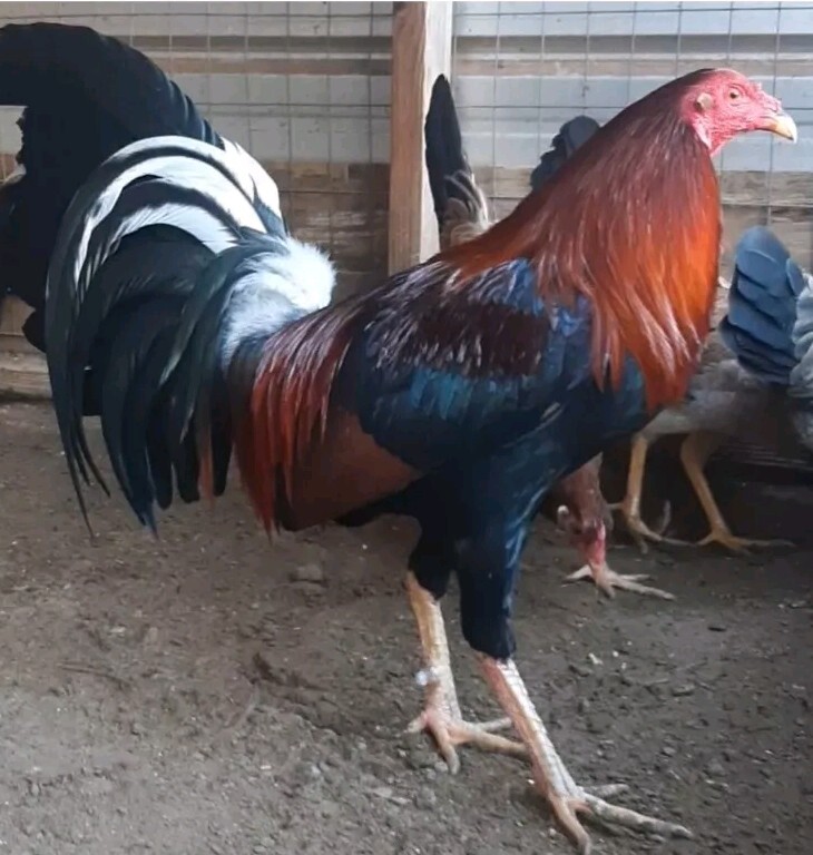 24 Chicken Hatching Eggs