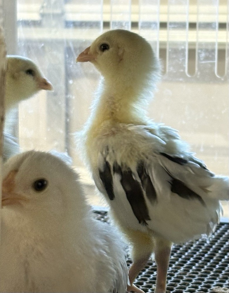 6 Ermine Ameracauna Hatching Eggs