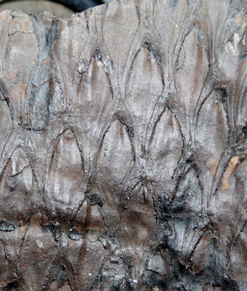 Lepidodendron lycopodioides - Nice, big Carboniferous fossil bark