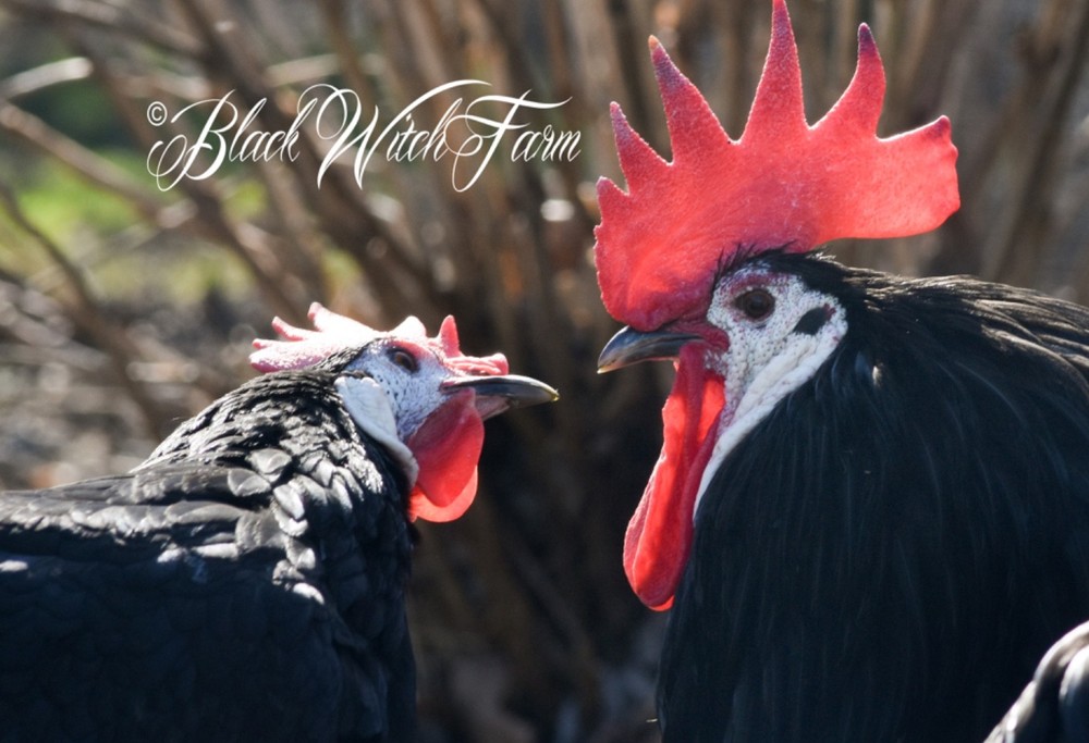 6+ White-Faced  Hatching Eggs NPIP-Certified Critically Endangered