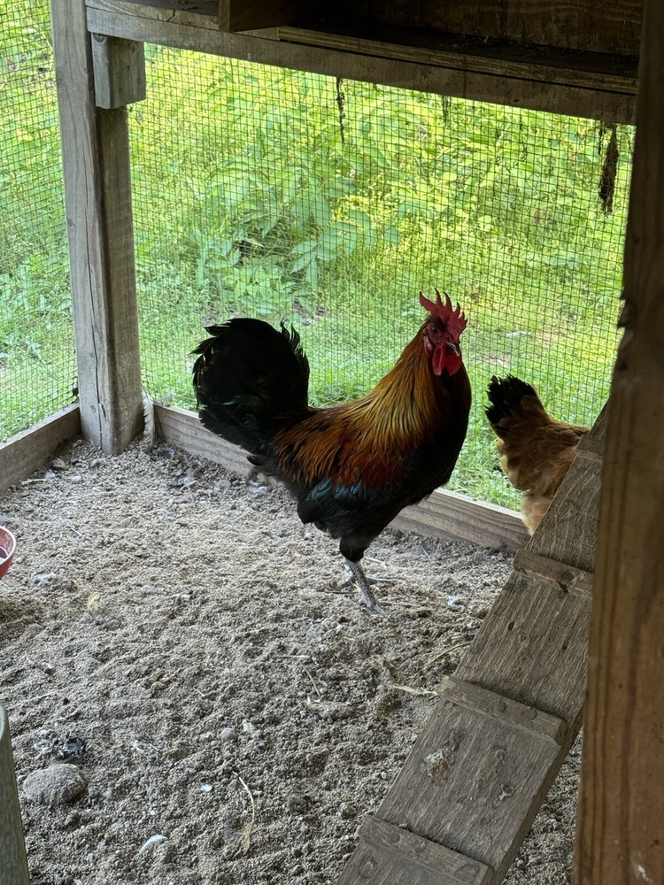 10 Shetland *Hen* Hatch Eggs🏅🏅Very Rare🏅🏅