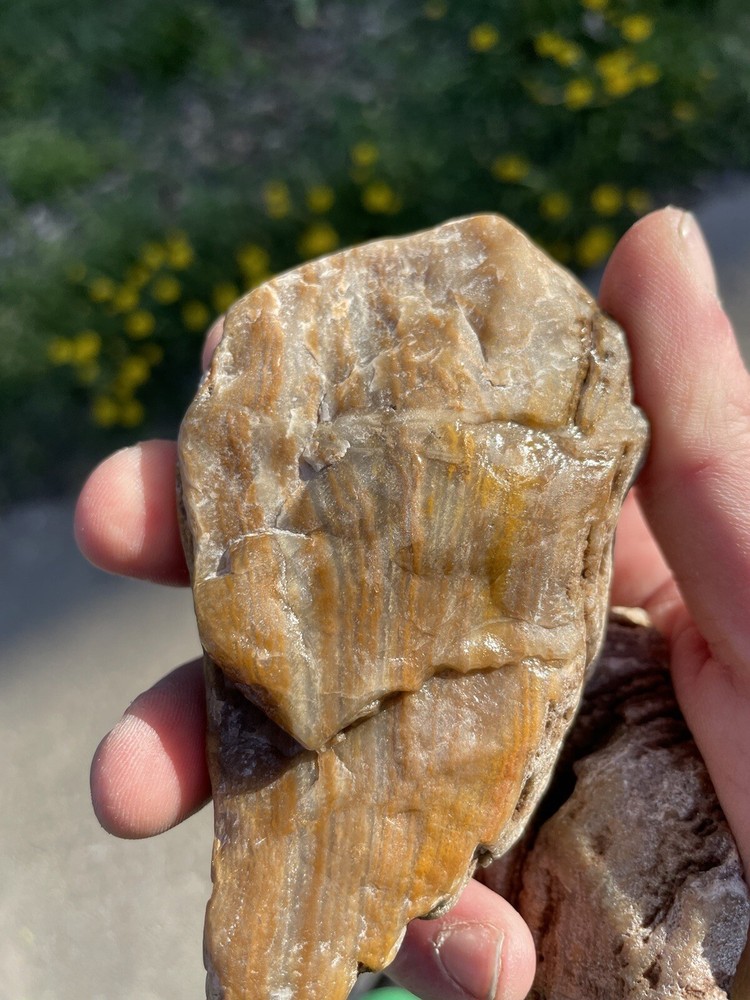 Super Unique, Faced/polished, Agatized/opalized petrified wood