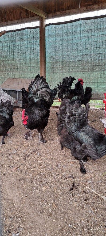 12 Black Croad Langshan Hatching Eggs