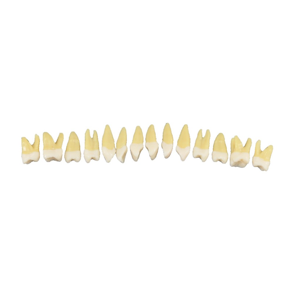 M7021 Standard Replacement Teeth 28Pcs Training Demonstration Study Teeth