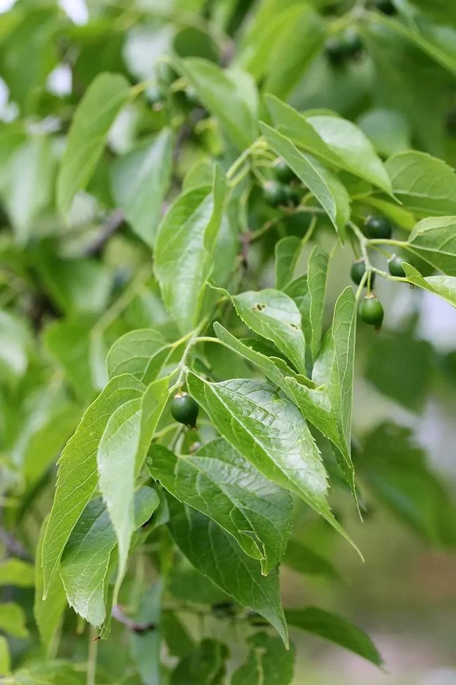3 Hackberry Tree Bare-root (Celtis Occidentalis)