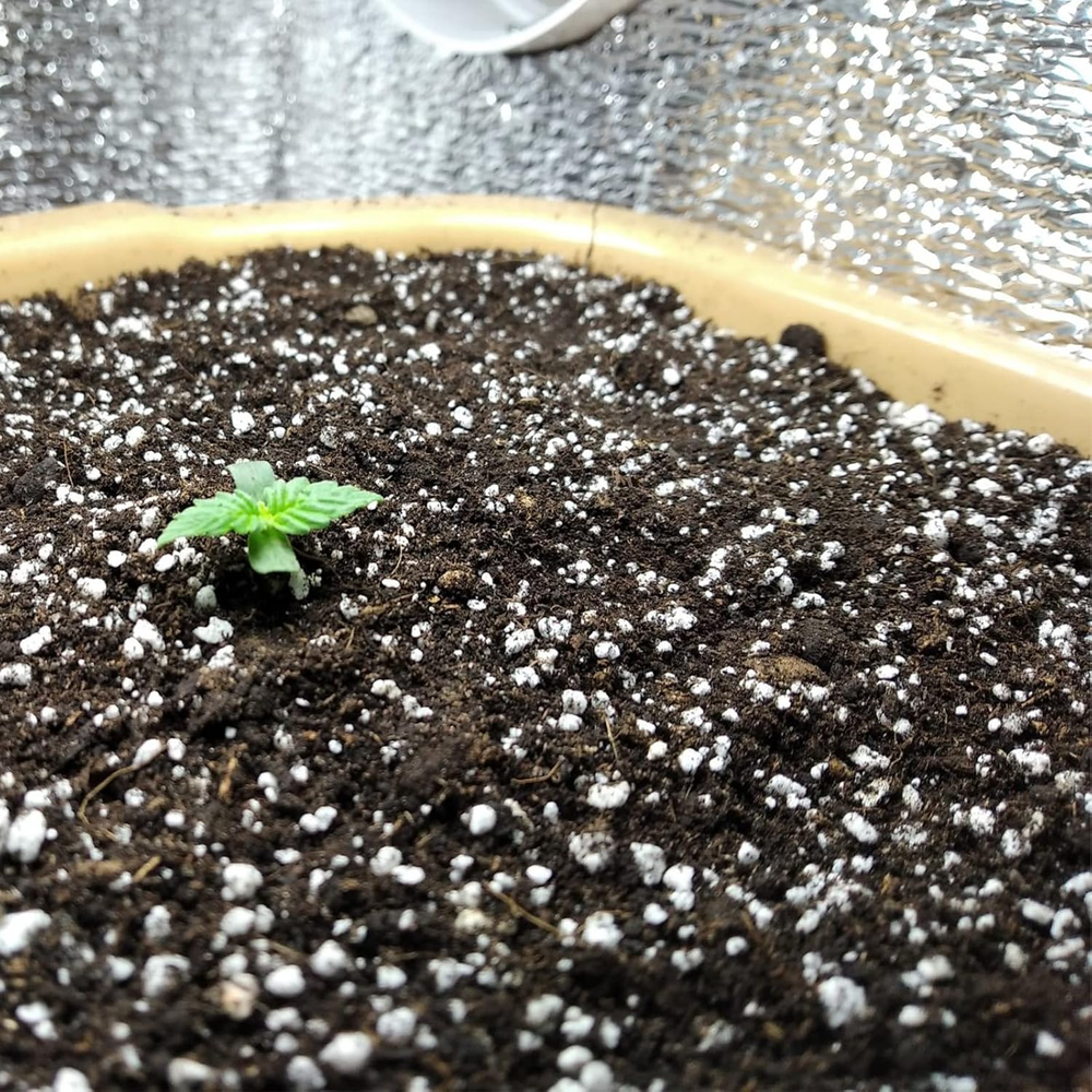 Organic Perlite for Plants, Soil Amendment for Enhanced Drainage and Growth, Ide