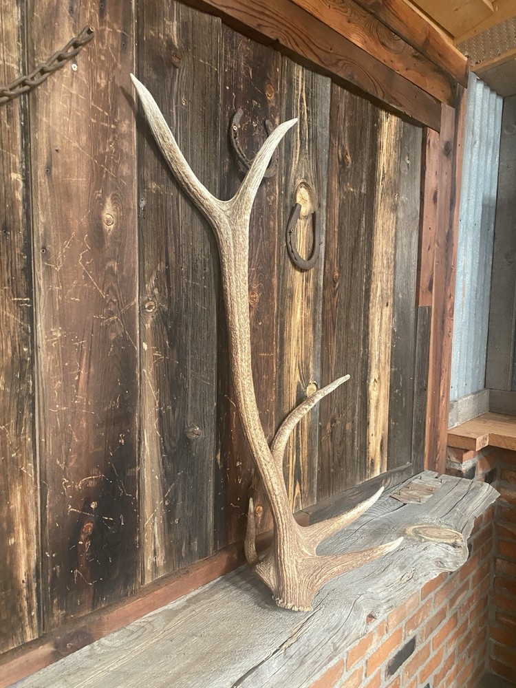 Unique “freak” Elk Antler ~ Shed
