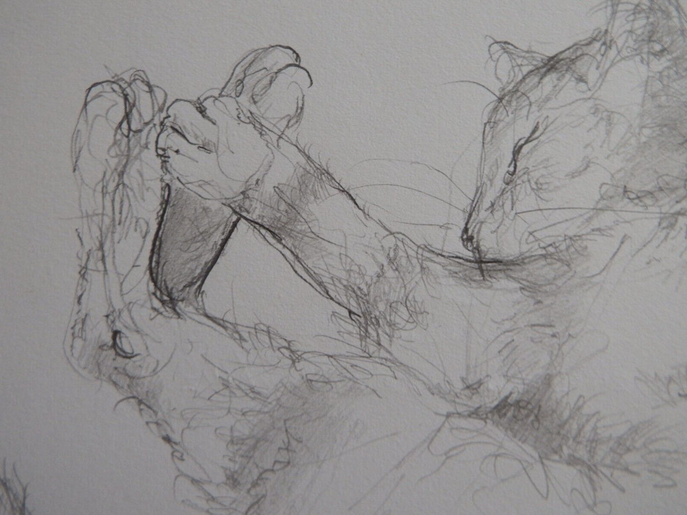 Pencil drawing cat curled sleeping