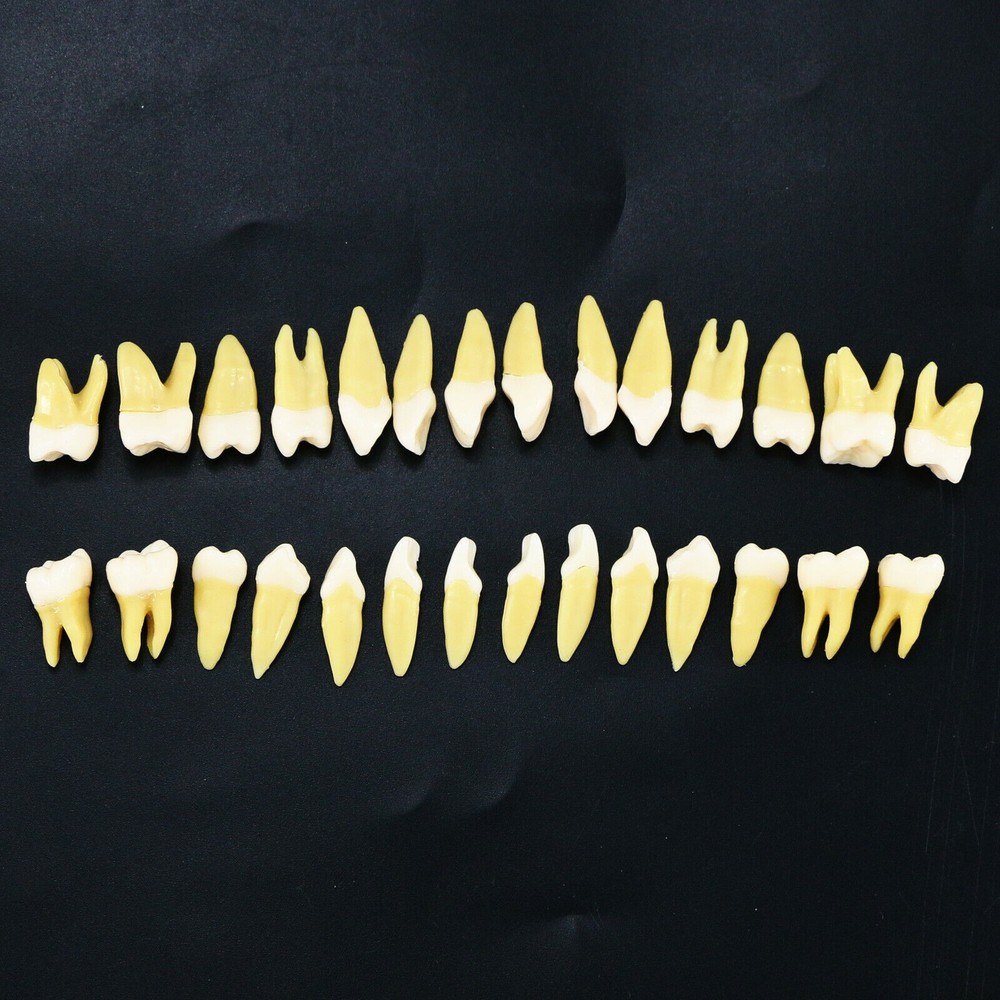 28pcs/kit Dental 1: 1 Permanent Teeth Demonstration Implant Teaching Study Model