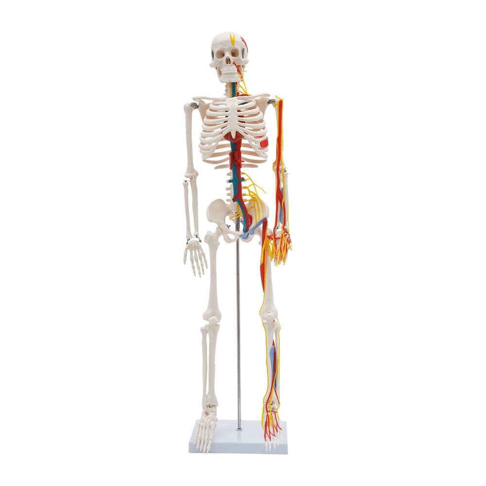 34'' Human Skeleton Model Standing Style With Neurovascular