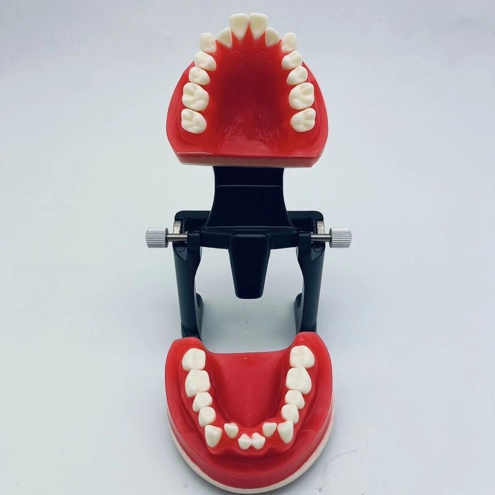 Reusable Dental Typodont Orthodontics Model Wax Teeth Training Practice