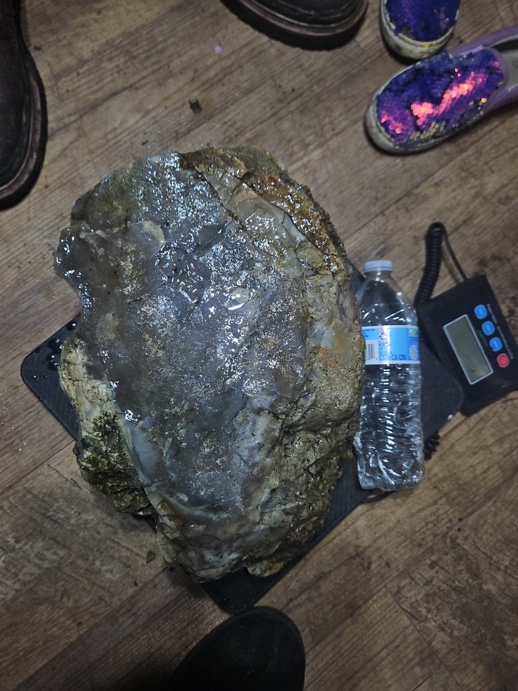 Petrified Palm Tree Root Specimen (36lbs 12oz)