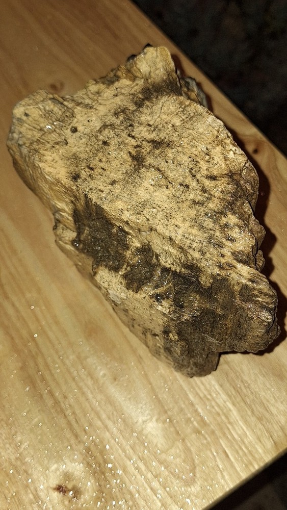 petrified wood log