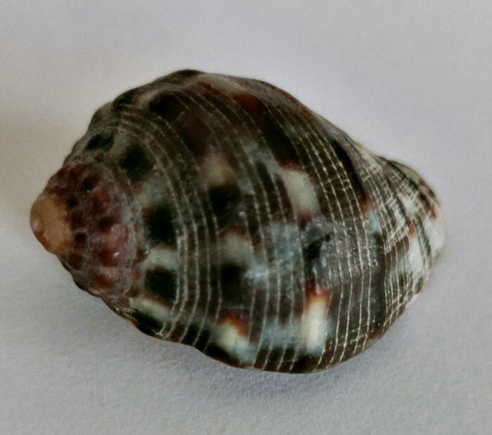 Persian Purple Shell 28.5mm