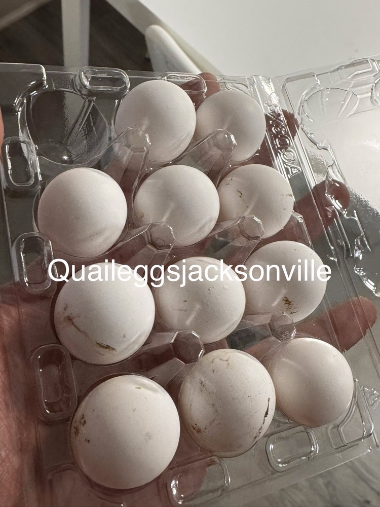 12 Fresh Fertile Hatching Eggs Bob White Quail