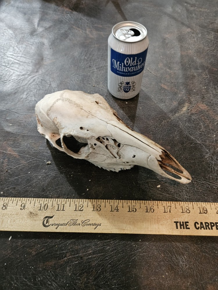 Wild White Tailed Deer Doe Skull Rustic Cabin Decor Man Cave