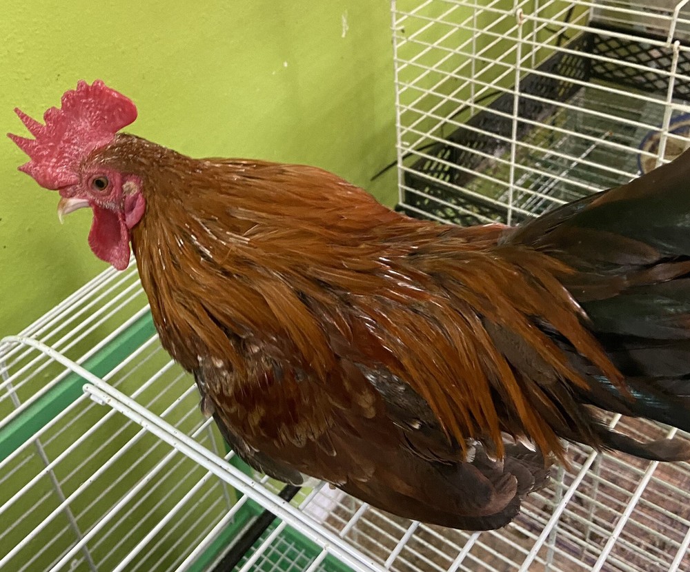 20+ 2 Micro Kikiriki Serama Hatching Eggs 4H Projects Teacup chickens