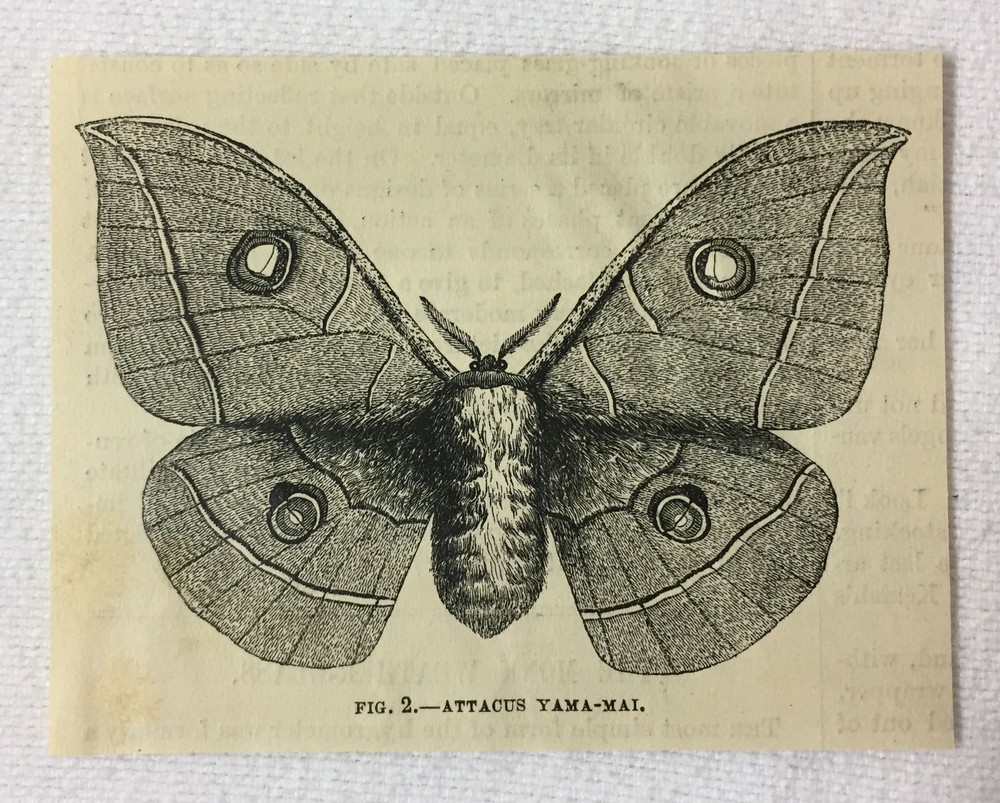 small 1880 magazine engraving ~ ATTACUS YAMA-MAI