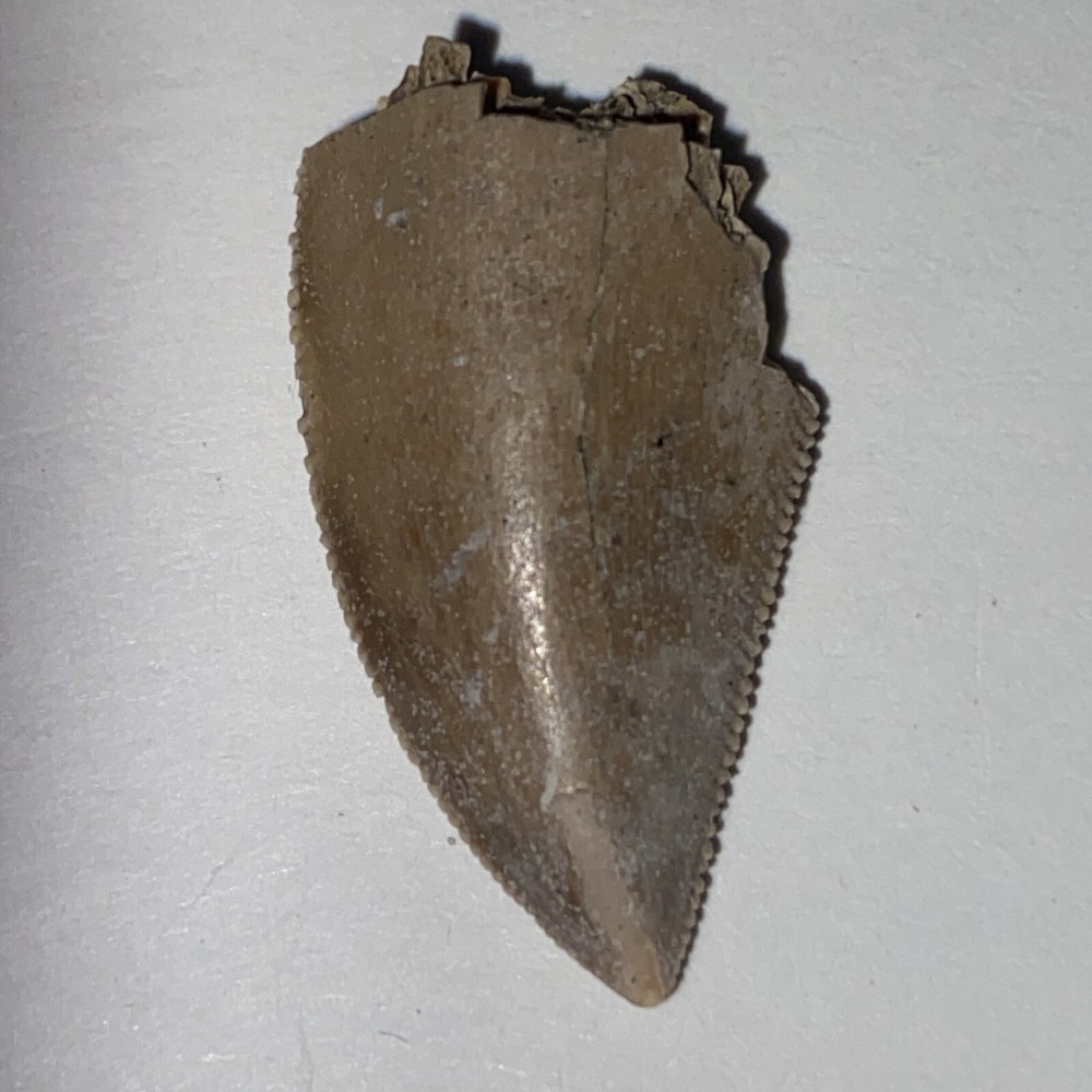 majungasaurus tooth