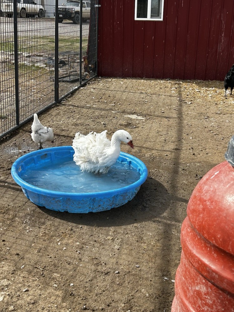 Sebastopol Goose Hatching Egg (1)