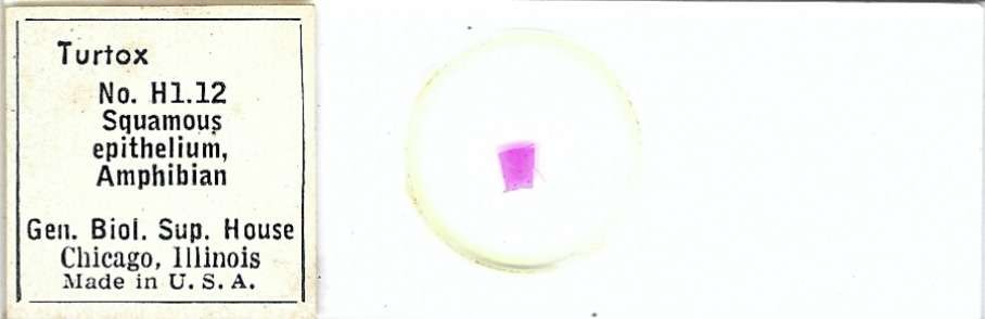 Amphibian Squamous Epithelium Microscope Slide