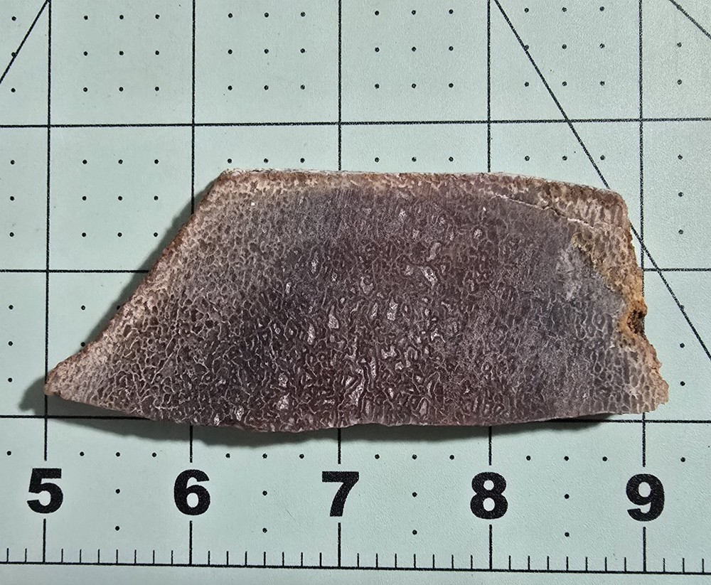 Fossil Dinosaur Bone Lapidary Slab