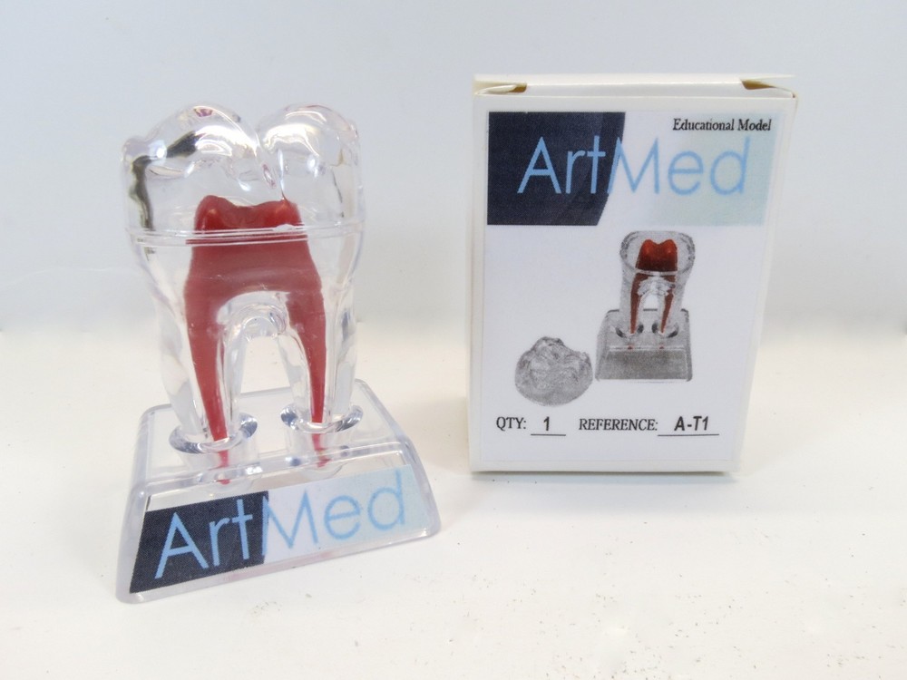 Dental Molar Tooth Practice 3" Model Crystal Base ARTMED