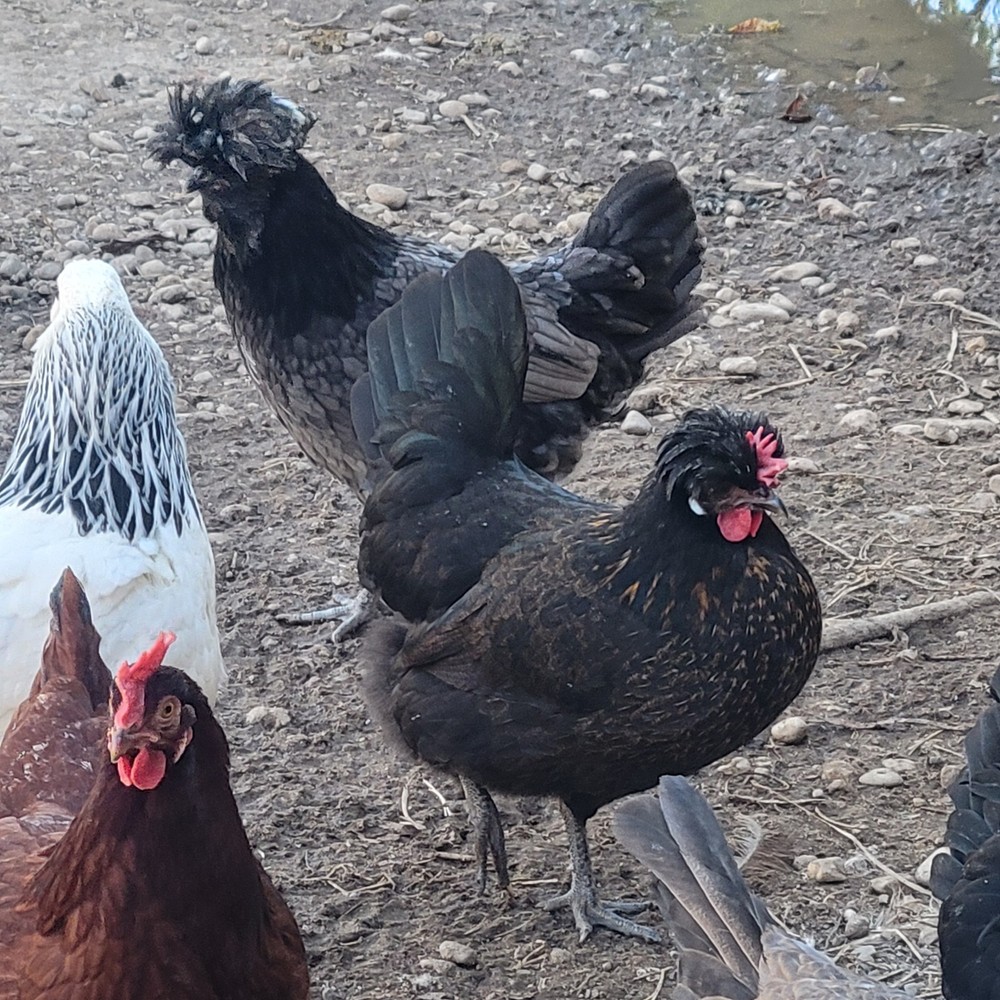 12 Rainbow hatching eggs mixed breeds