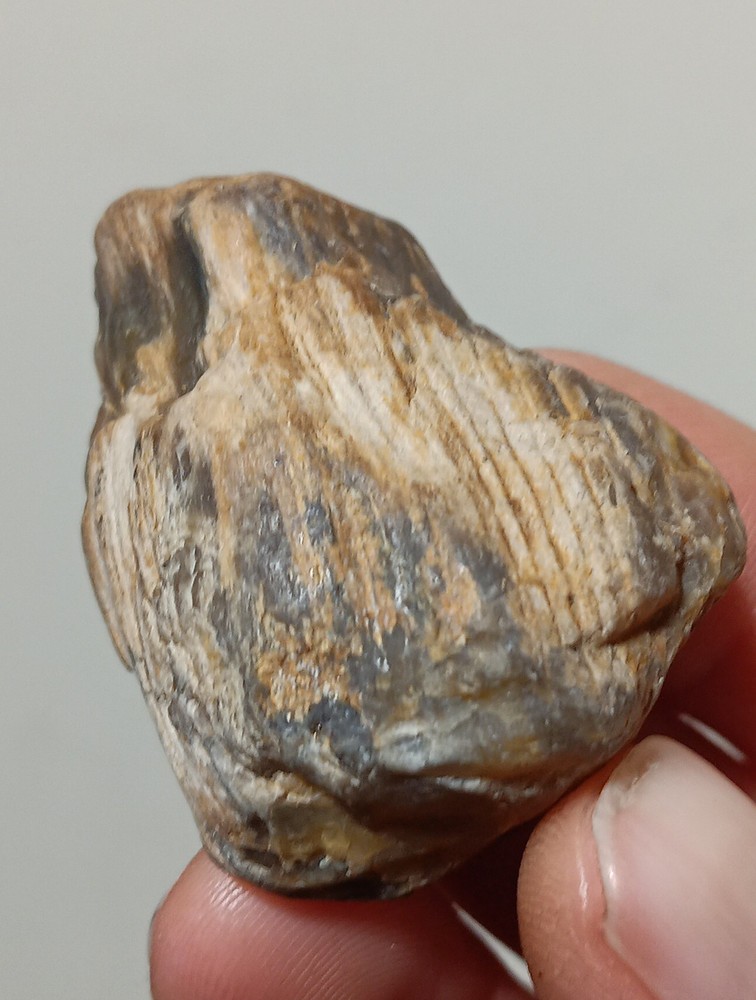 Petrified Wood